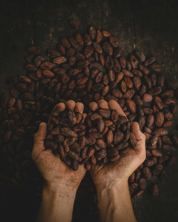 Comment organiser une visite des plantations de cacao au Ghana à moindre coût?
